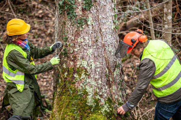 Best Arborist Consultation Services  in Rosedale, WA