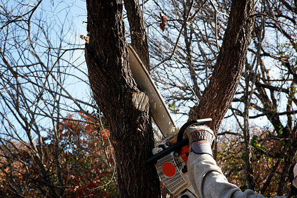 Tree and Shrub Care in Rosedale, WA